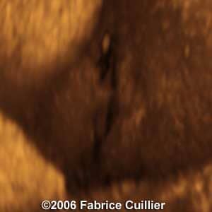 31weeks1