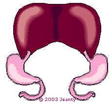 Abdomen