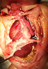 case0016-5