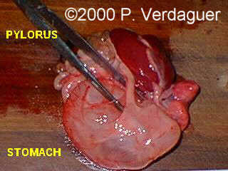 case0029-8
