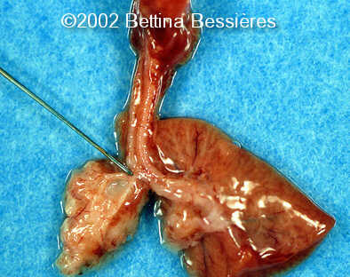 case0068-16