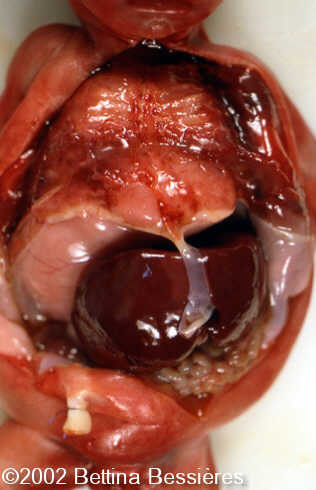 case0068-17