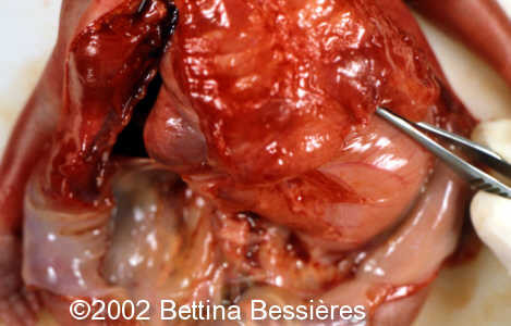 case0068-19