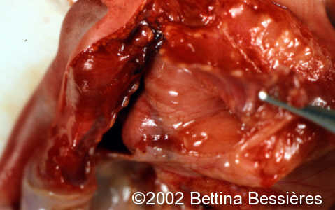 case0068-20