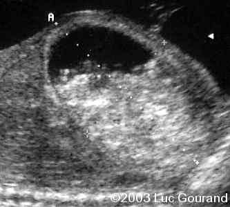 case0096-12