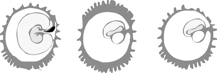 cord_v2