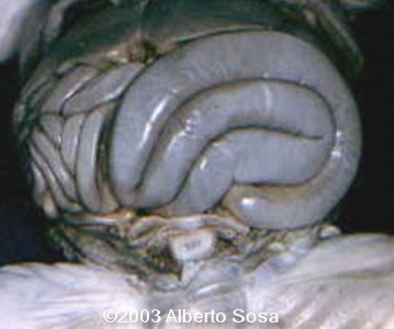 Diapositiva3
