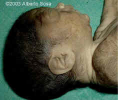 Diapositiva8