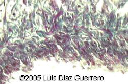diaz4c1jpg
