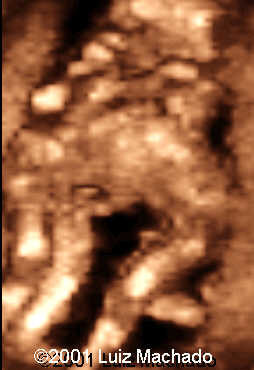 dipagus4