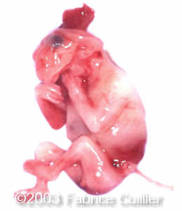 EMBRYON 2.