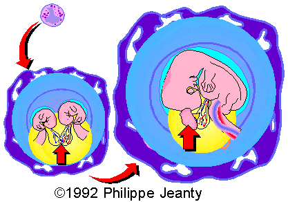 fif_pj1