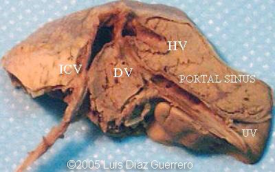 fig1_liver