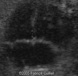 fig1