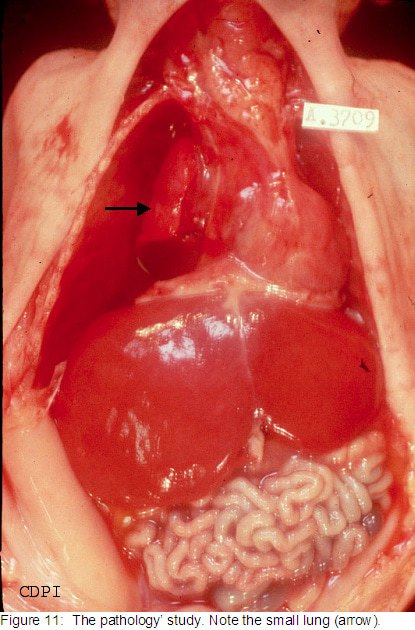 fig11
