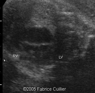 fig2