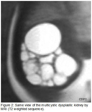 fig2
