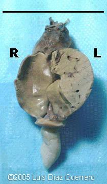 fig3_3middle
