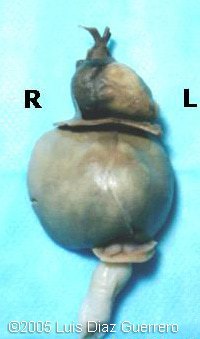 fig3_left