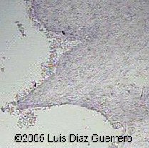 fig4a3