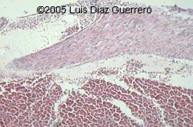 fig4b2