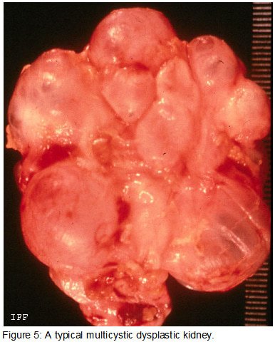 fig5