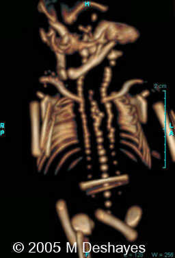 fig6