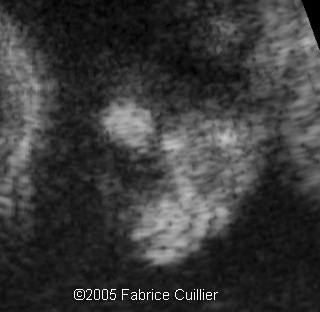 fig6