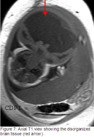 fig7