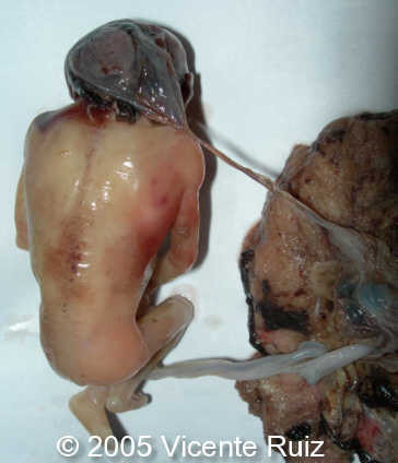fig9