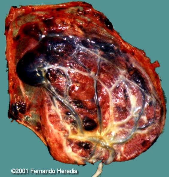 figure19