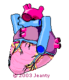 Heart
