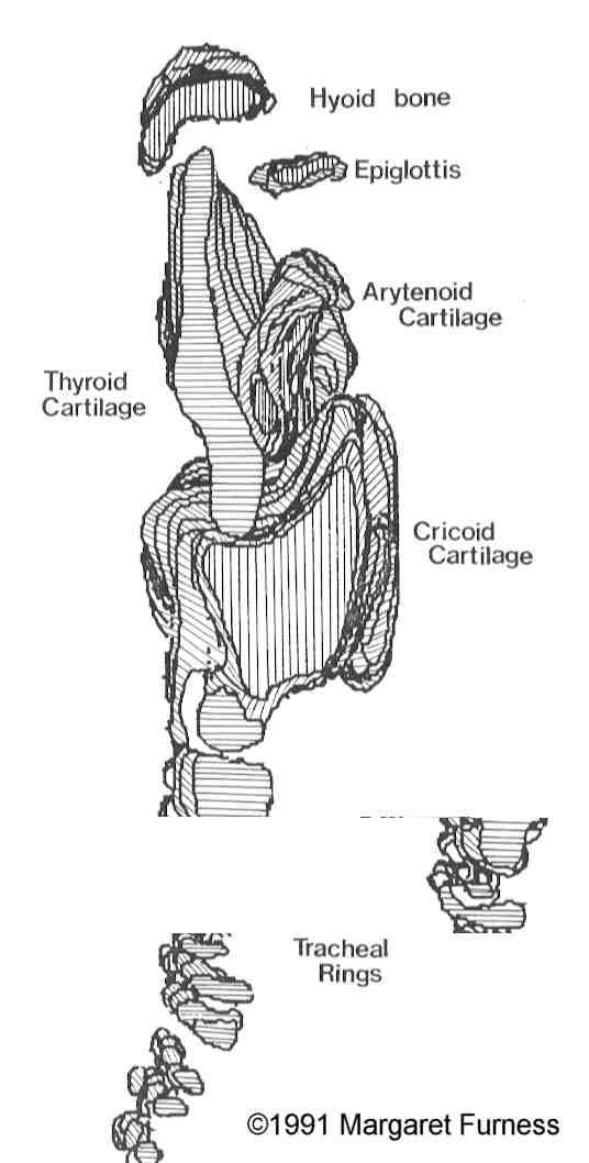 larynx5