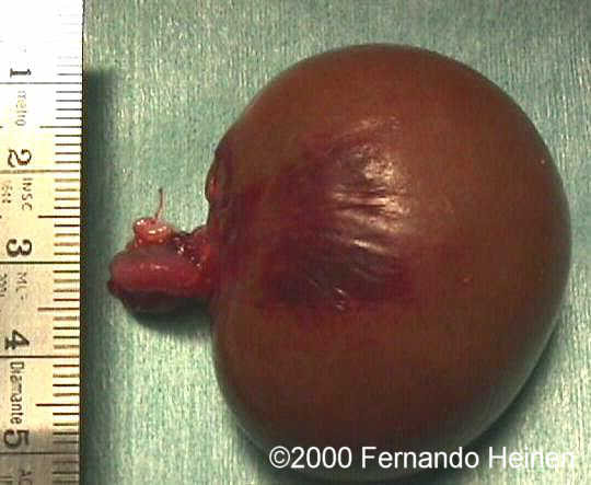 photo12_specimen