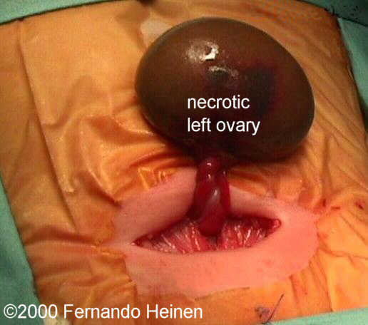 photo9_intraop