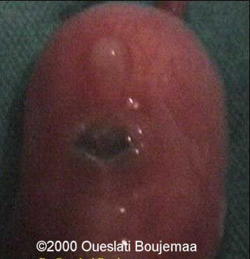 proboscis-cyclopie-face_13sa