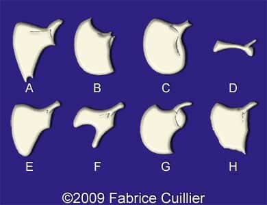 scapulas