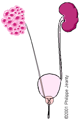 ureter1